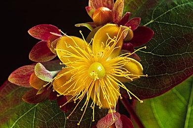 一款国产横版3D二次元电音肉鸽即将EA？这游戏标签多到停不下来